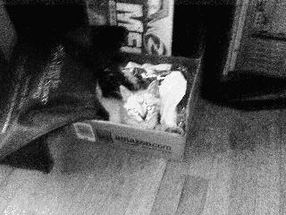 Cat in the box
