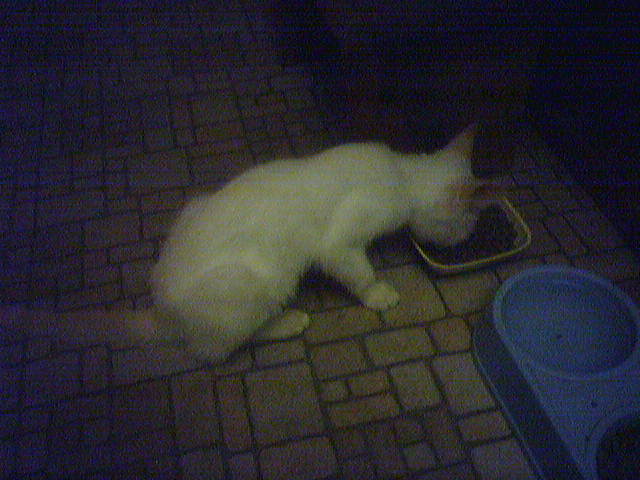 Someone else enjoying their dinner
