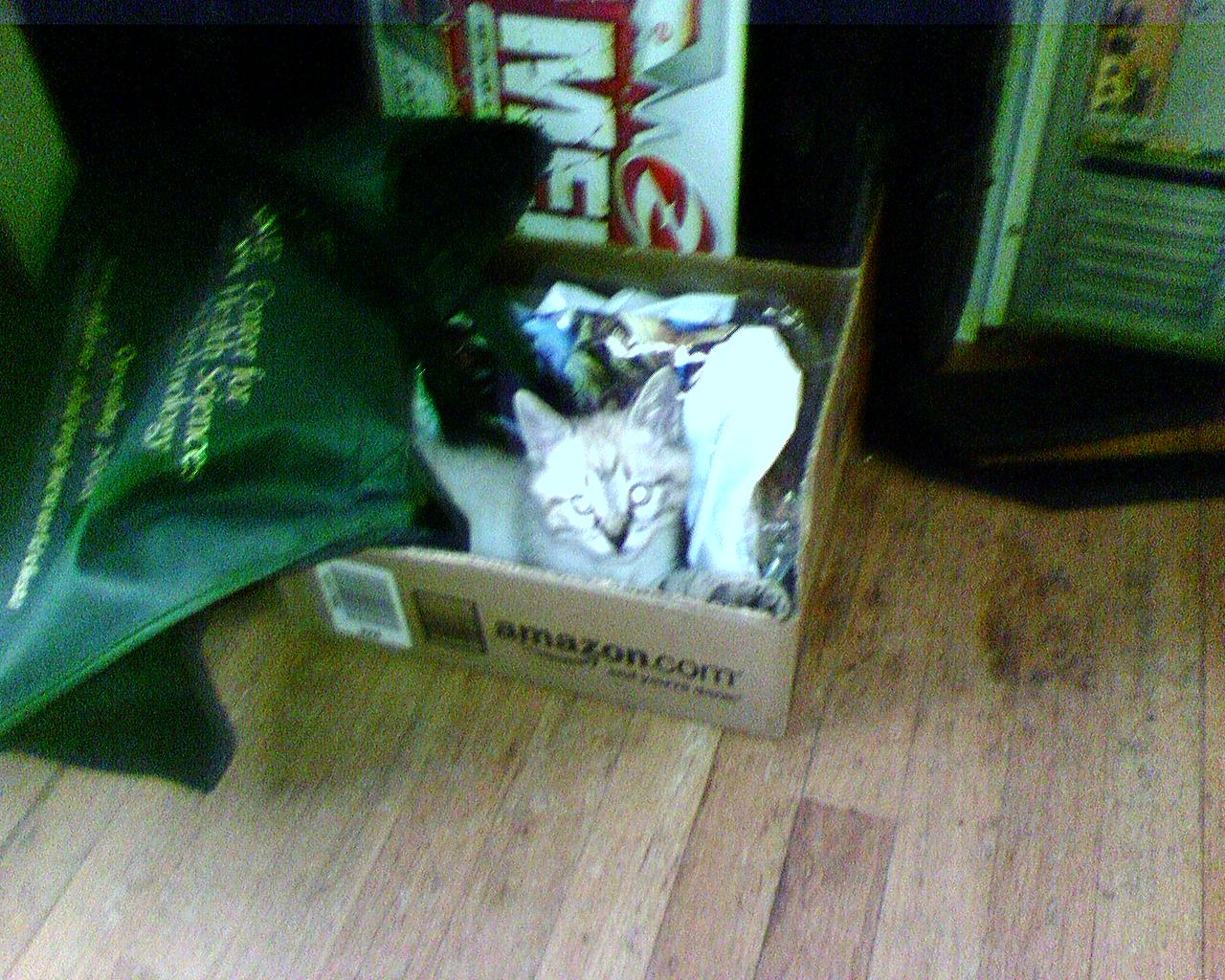 Cat in the box
