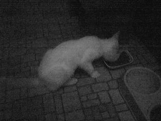 Someone else enjoying their dinner
